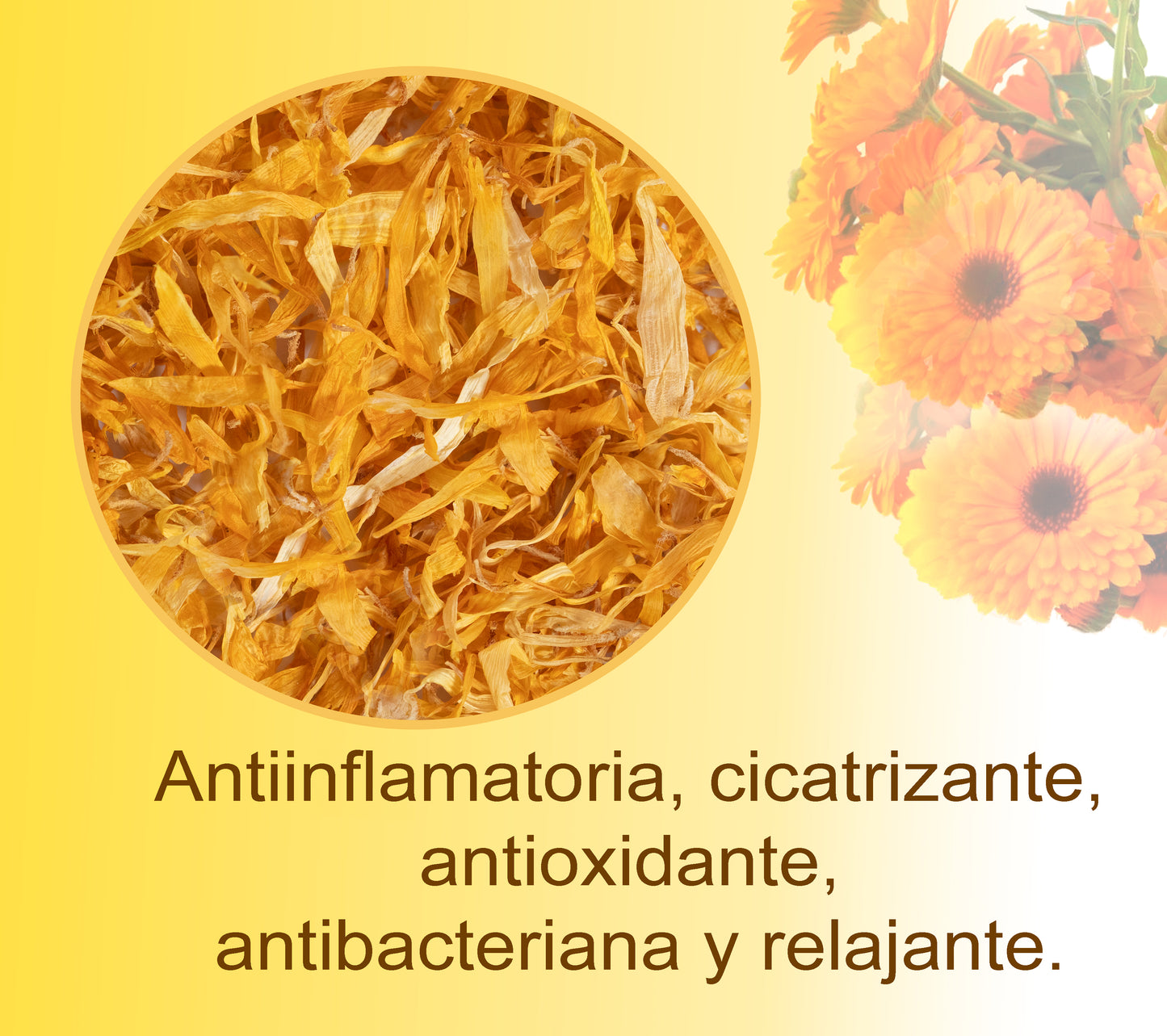 Caléndula (Lata 25g) - Flores de caléndula secas 100% pura y natural - Infusión antiinflamatoria.